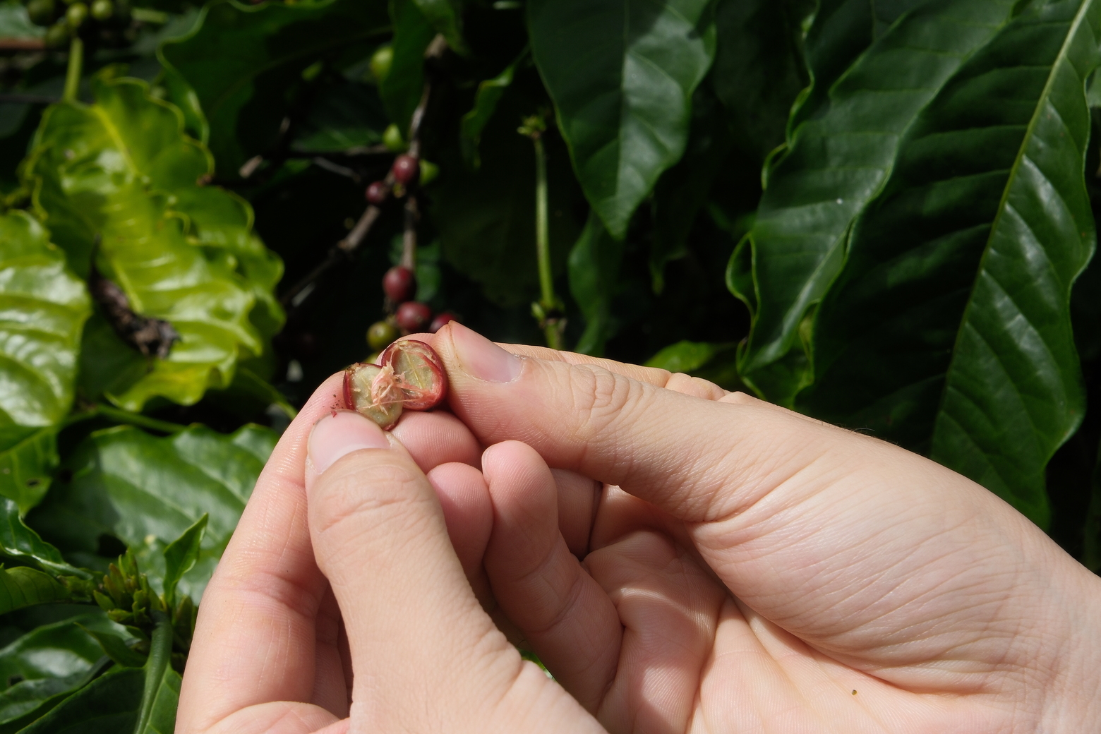 Coffee processing